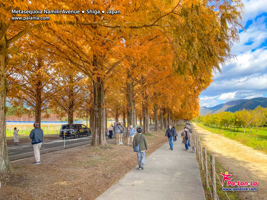 Metasequoia Namiki Avenue